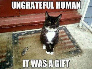 cat gift
